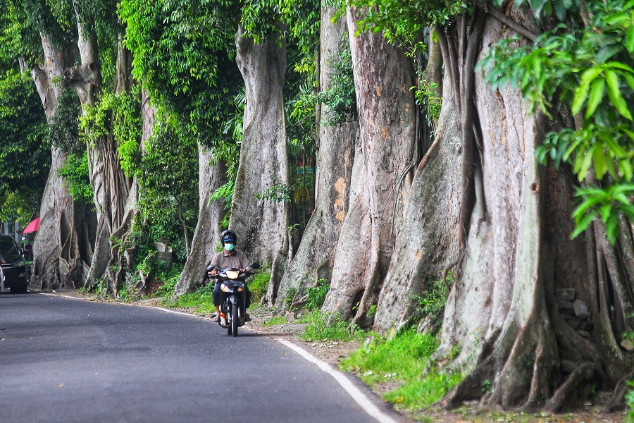 Pengendara sepeda motor melintas di dekat deretan pohon di Jalan Kusbini, Kota Jogja, Minggu (25/1/2026).