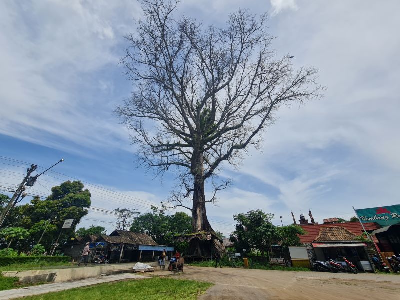 BERDIRI KOKOH: Kondisi pohon randu alas di kompleks lapangan Tuksongo, Borobudur sudah mengkhawatirkan.