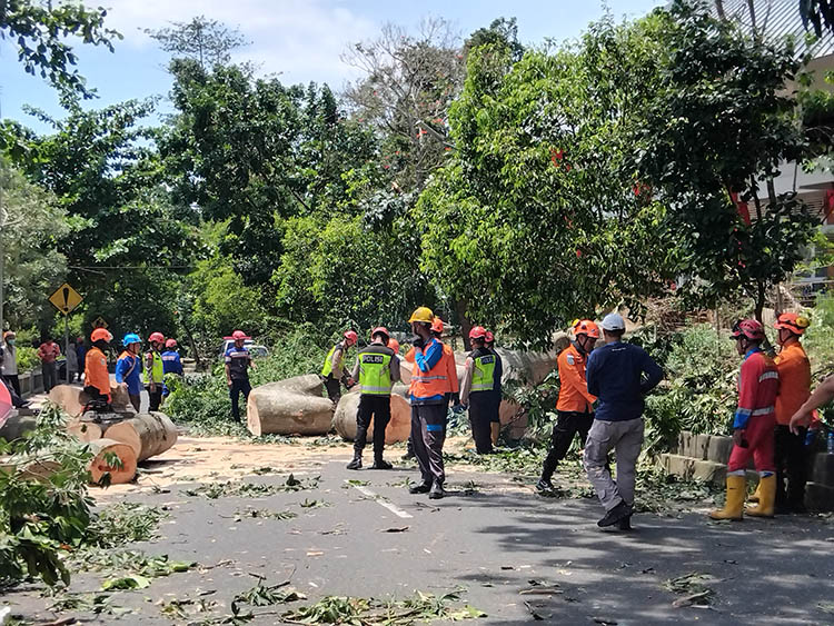 BAWA KORBAN: Kepolisian, BPBD dan relawan saat mengevakuasi pohon randu besar di Lembah UGM yang tumbang dan menewaskan dua pemotor.