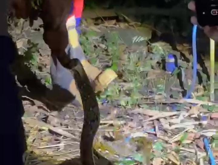 Gunungkidul: Personil Damkarmart sedang mengevakuasi ular sanja sepanjang dua setengah meter di permukiman warga Kalurahan Siraman Wonosari
