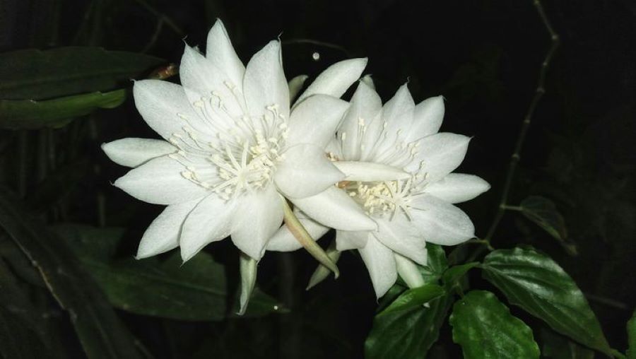 Bunga wijaya kusuma yang mekar di malam hari (pinterest)