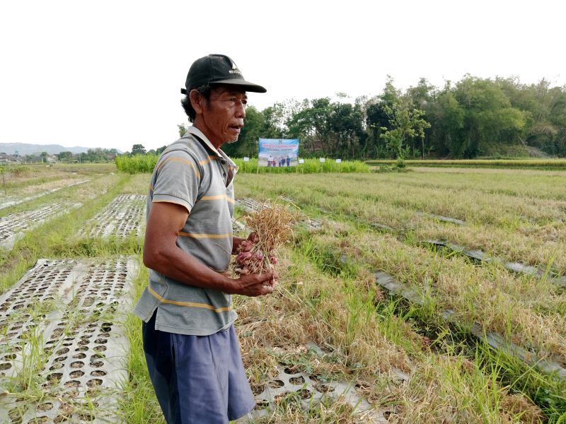 PANEN: Petani Sleman saat mulai memanen bawang merah beberapa waktu lalu.