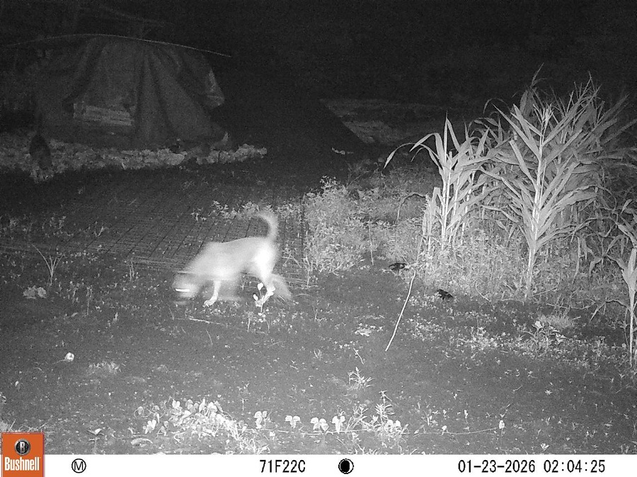 TANGKAPAN LAYAR: Kamera trap menunjukkan penampakan seekor musang di lokasi penemuan dugaan jejak macan.&nbsp;