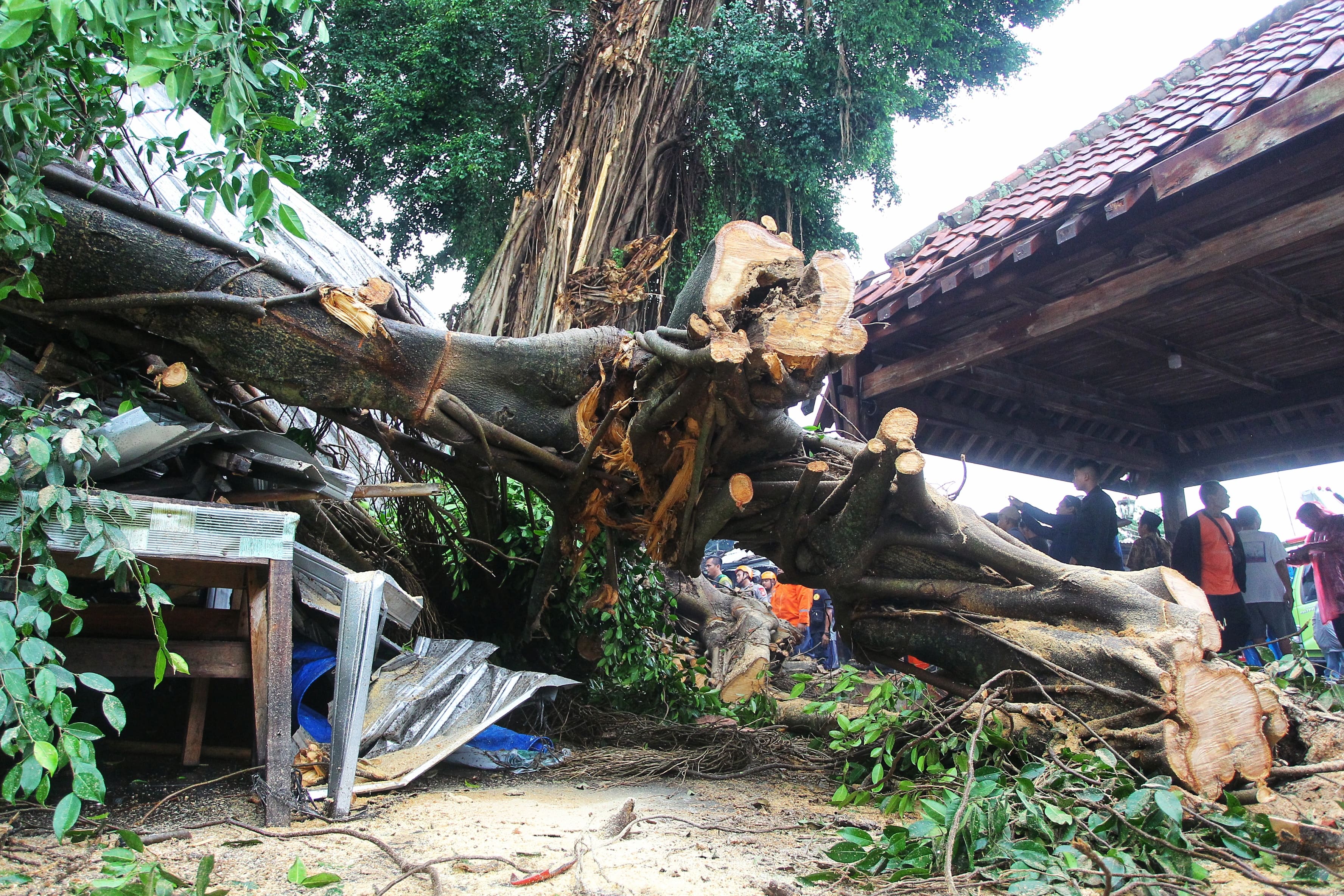 Pohon Beringin Makam Raja Mataram Kotagede Tumbang, Kerusakan Menjalar ke Rumah Warga