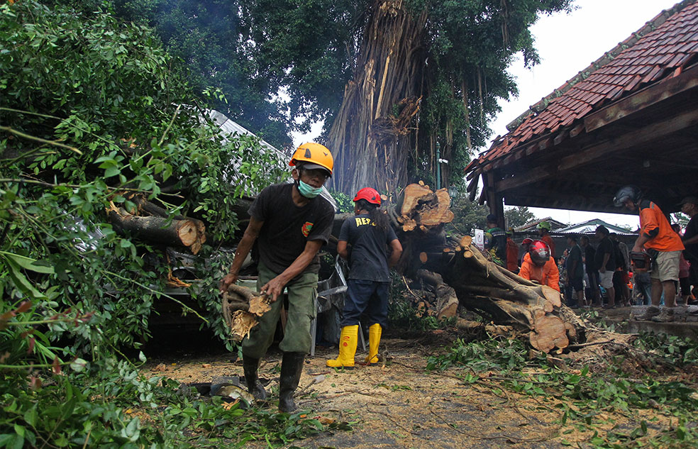 BERUMUR RATU SAN TAHUN : Petugas gabungan dan relawan mengevakuasi pohon beringin yang tumbang di kompleks Makam Raja-Raja Mataram, Kotagede, Jogja, kamis (29/1).