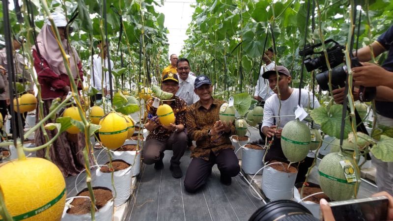 SIAP JUAL: Perwakilan UGM dan Pemkab melakukan panen melon di Greenhouse Bugel.&nbsp;
