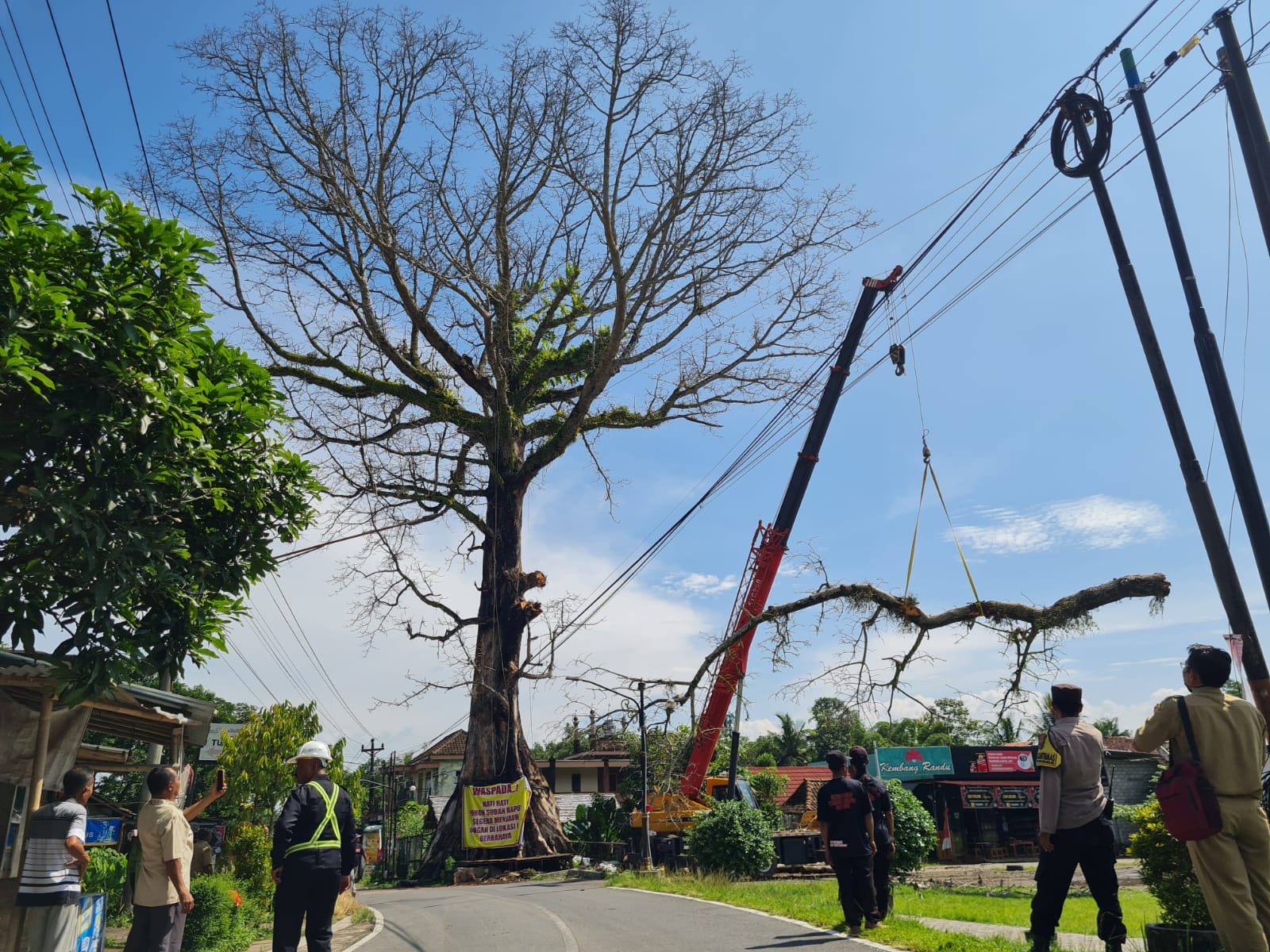 Pohon randu alas di Desa Tuksongo, Borobudur, Kab Magelang, mulai ditebang secara bertahap, Senin (2/2/2026).