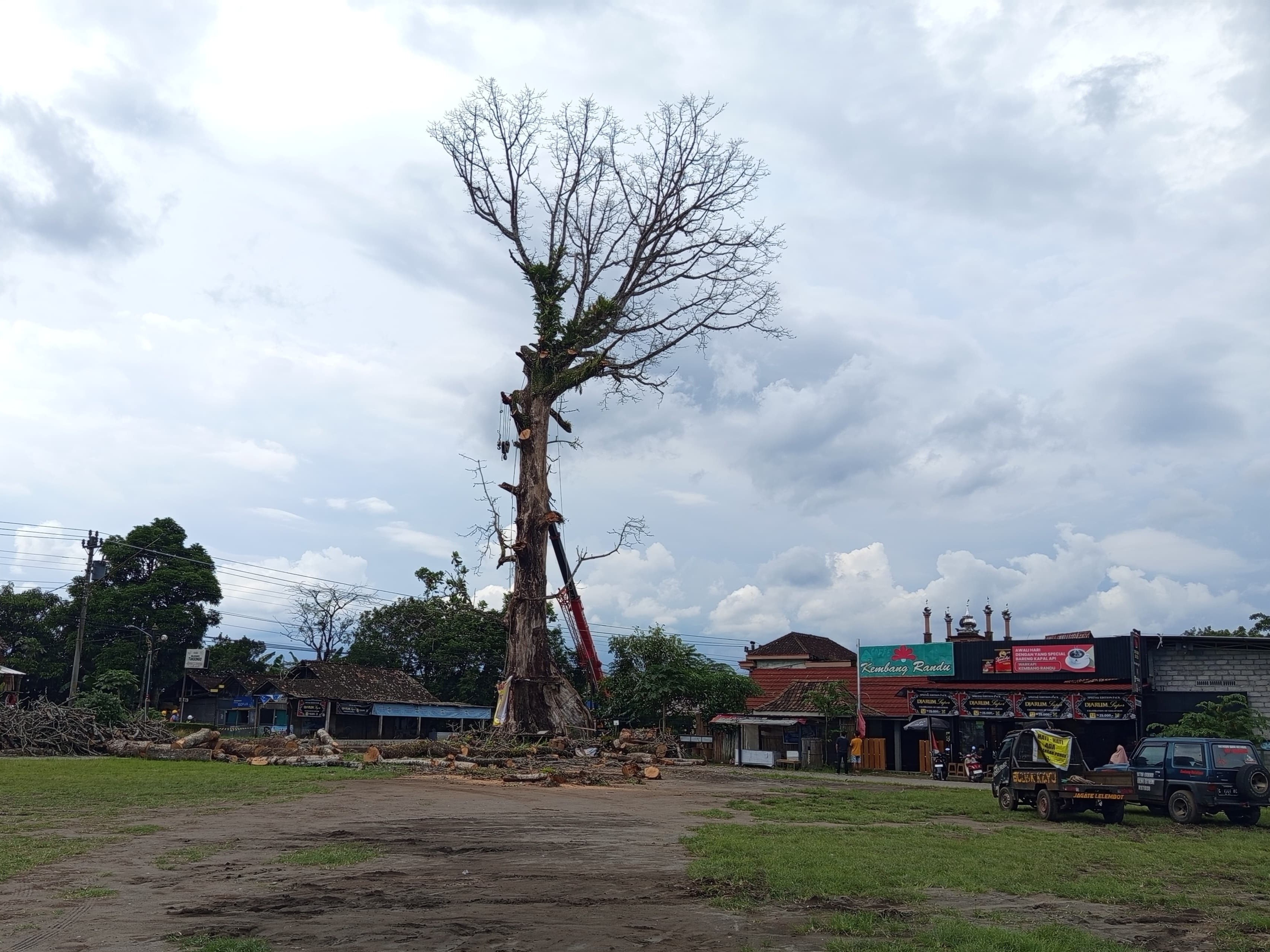 Kondisi pohon randu alas di Desa Tuksongo, Borobudur yang ditebang, Selasa (3/2).
