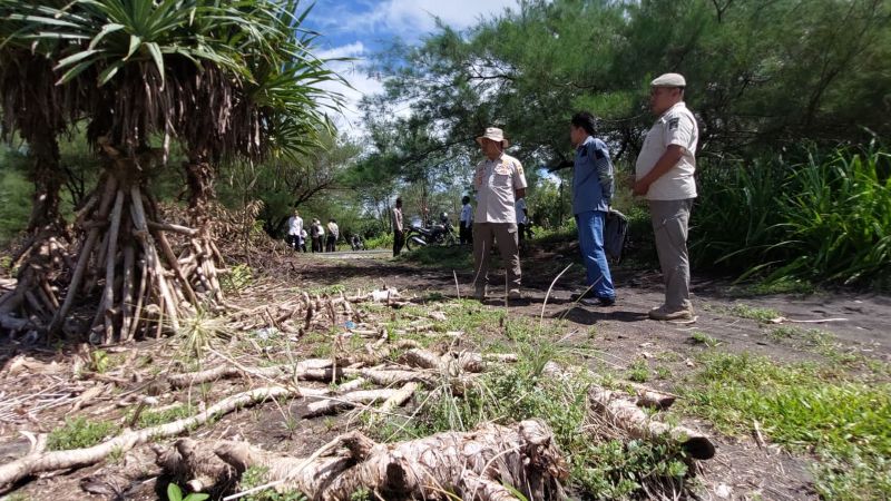 GUNDUL: Personel Tim Gabungan temukan bekas pandan laut yang dibabat.&nbsp;