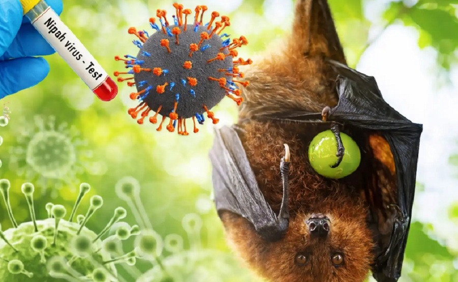 Ilustrasi virus nipah.