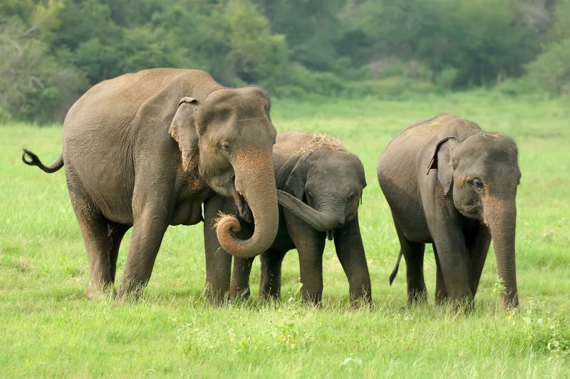 Induk gajah dan kedua anaknya.