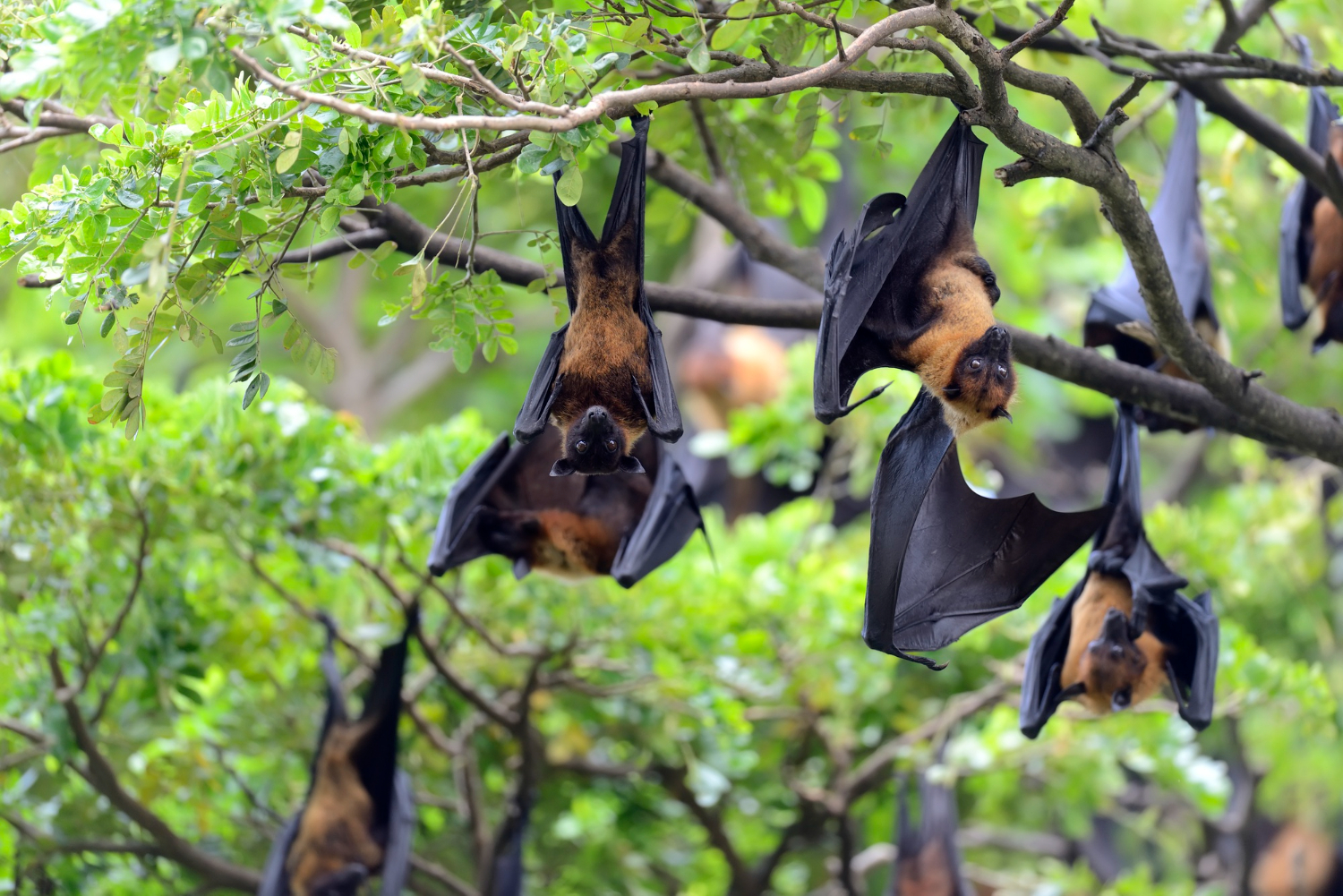 Ilustrasi kelelawar penyebar virus nipah.