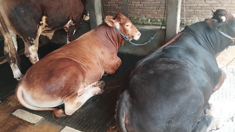 Ilustrasi sapi yang berada di kandangnya