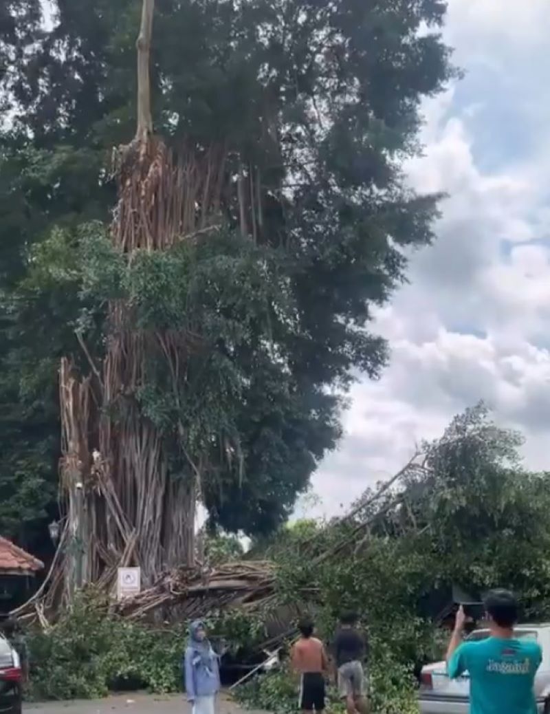 Pohon beringin berusia lebih dari 100 tahun di kawasan Masjid Gede Mataram, Kotagede, Yogyakarta, kembali tumbang pada Selasa (11/2/2026) siang pukul 14.23 WIB.