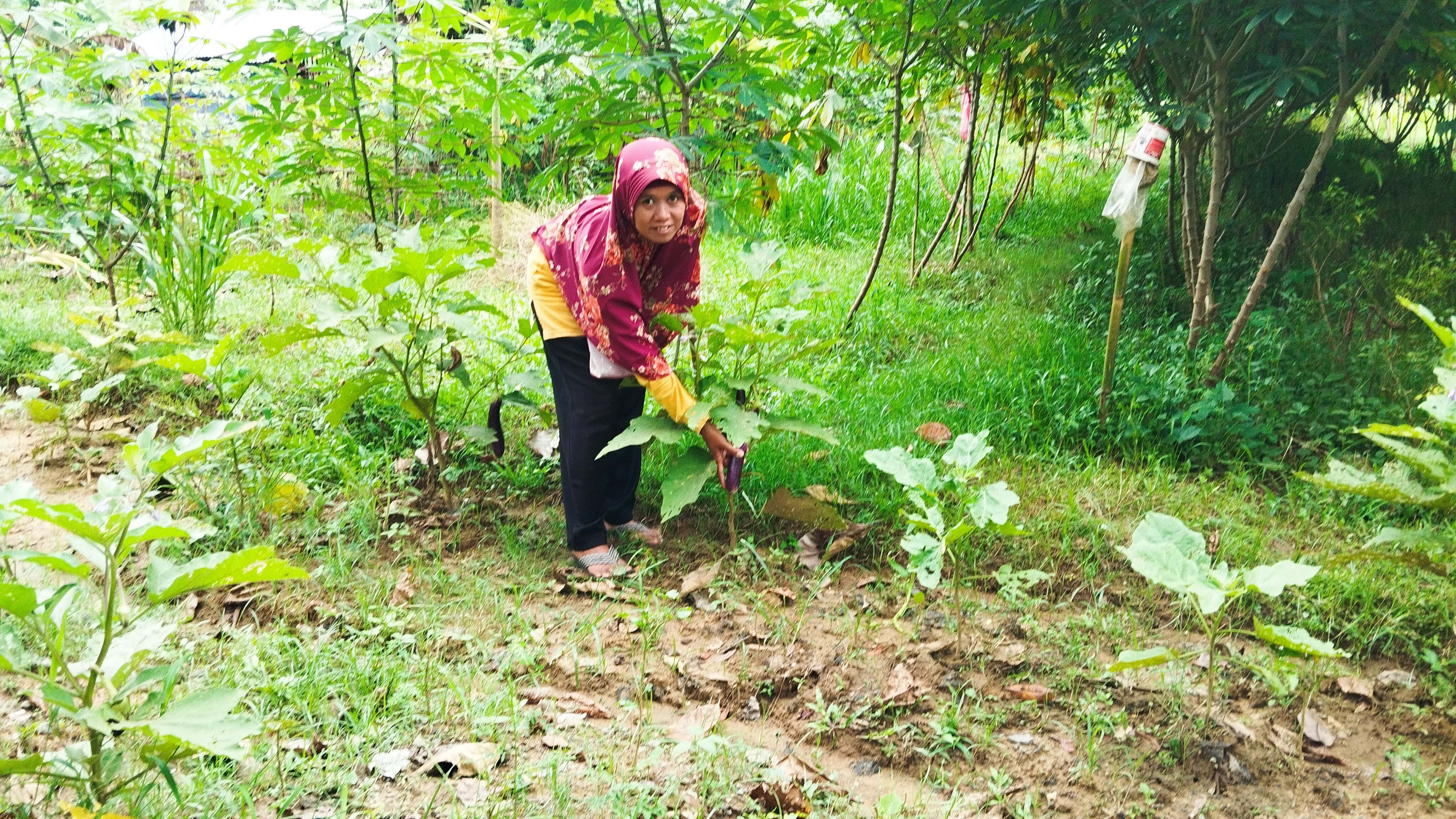 Ketua KWT Ngudi Rejeki Nastuti sedang mencabut rumput liar yang ada di lahan KWT-nya