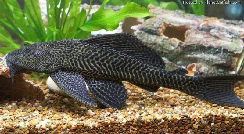 Ikan sapu-sapu mengandung logam berbahaya.