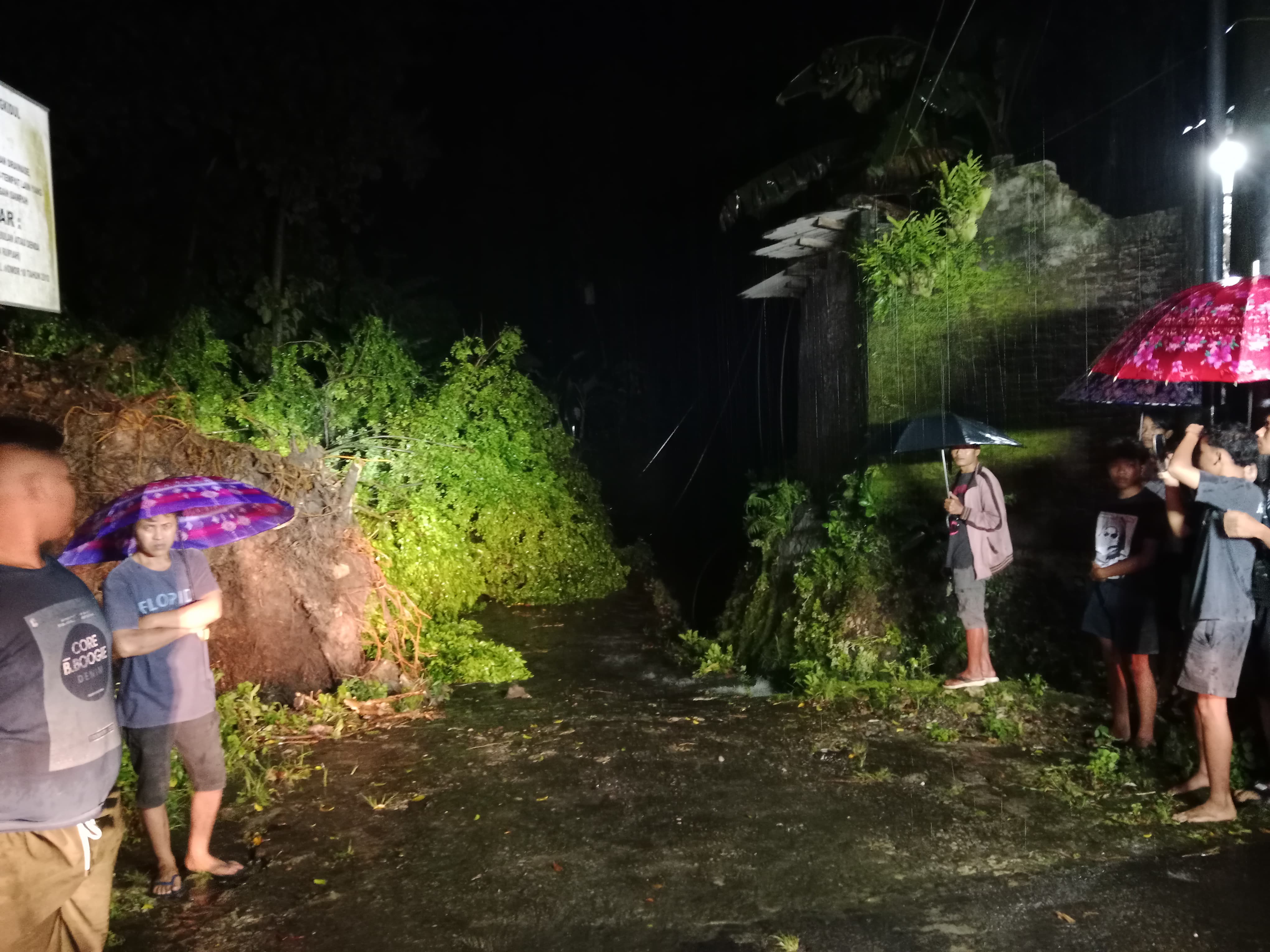Pohon beringin berukuran besar dan diperkirakan berusia ratusan tahun tumbang akibat terjangan angin di Padukuhan Besari, Kalurahan Siraman, Kapanewon Wonosari.