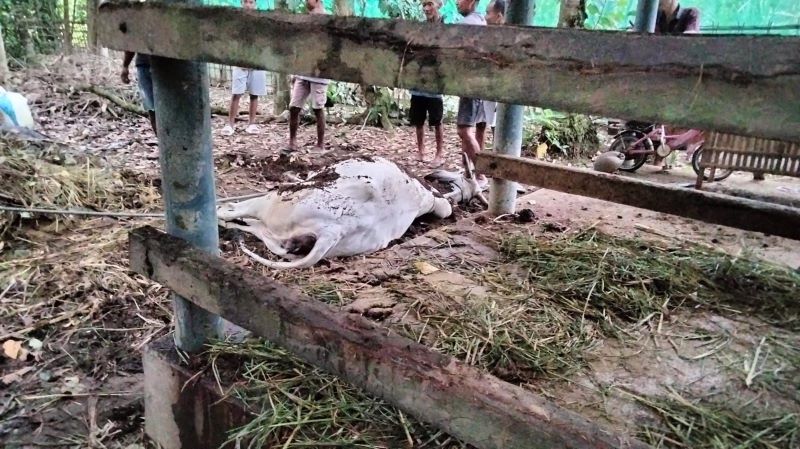 CEK TKP: Petugas dari Polsek Klirong mendatangi lokasi sapi yang mati akibat tersambar petir di Desa Tanggulangin, Kecamatan Klirong.