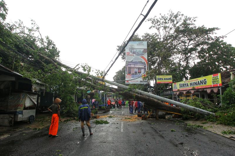 EVAKUASI: Penanganan pohon tumbang di Jalan Parangtritis yang sempat menyebabkan akses arus lalu lintas terhambat Rabu (18/2).