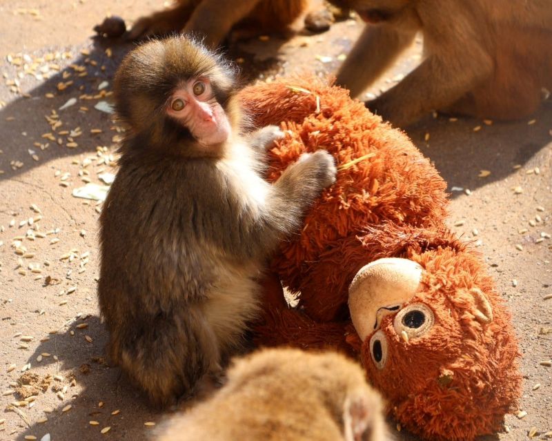 Punch, bayi monyet kecil yang menemukan rasa aman dalam pelukan boneka kesayangannya.
