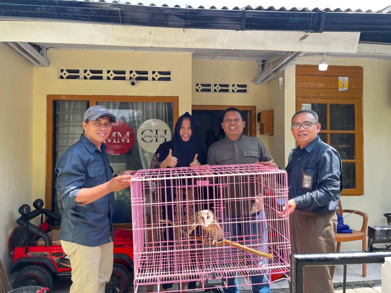 SIMBOLIS: Penyerahan burung hantu Serak Jawa ke petugas BKSDA Yogyakarta