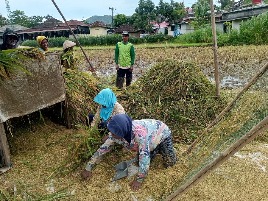 Petani di Kalurahan Hargomulyo Kapanewon Gedangsari sudah melakukan panen padi secara mandiri.