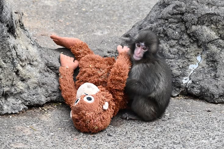 Punch, bayi monyet Japanese macaque, memeluk boneka lembut di Ichikawa City Zoo, Jepang (sumber: Pinterest)