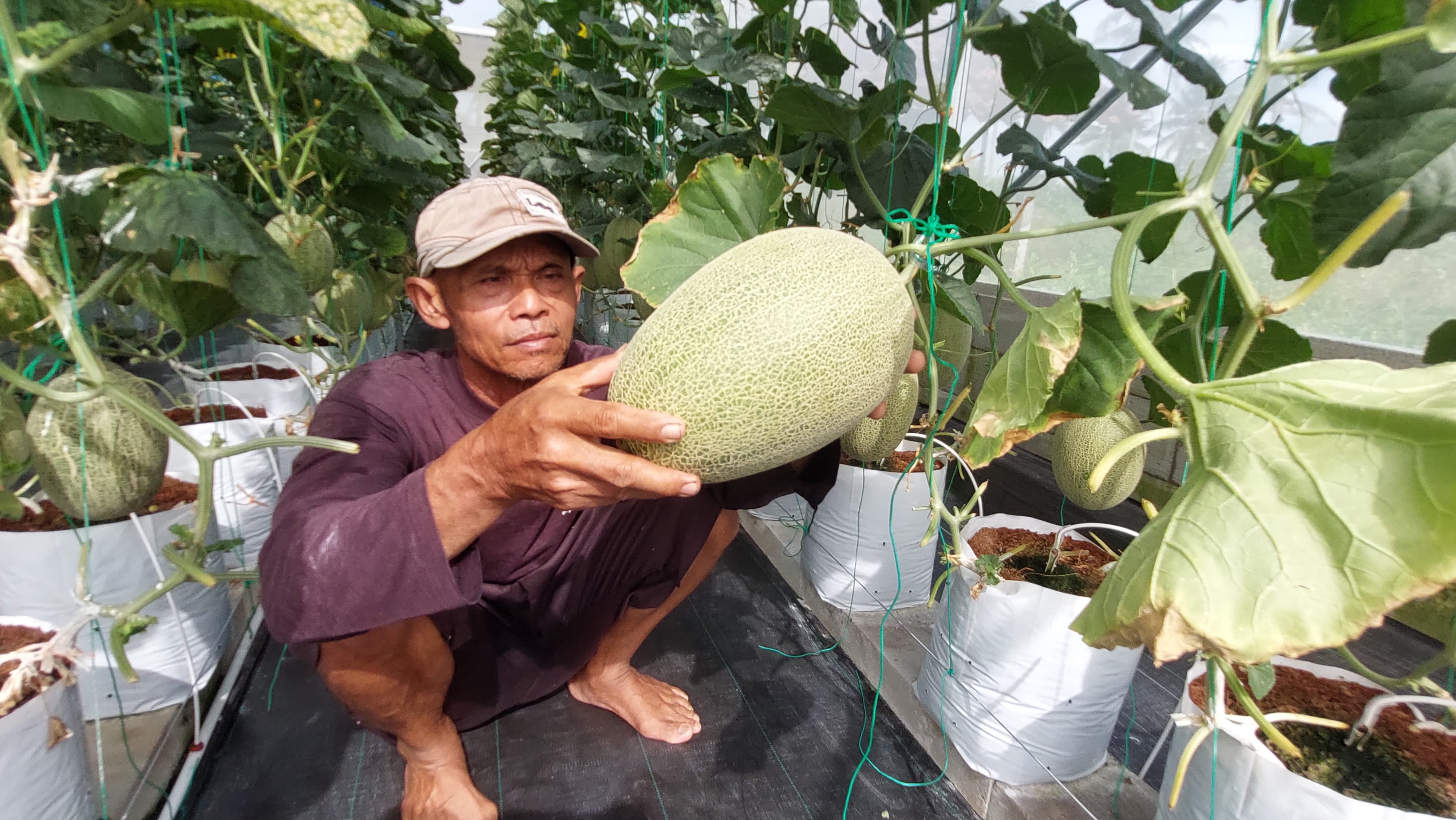 Sujarwo menunjukkan buah melon premium berukuran jumbo di greenhouse kelompoknya