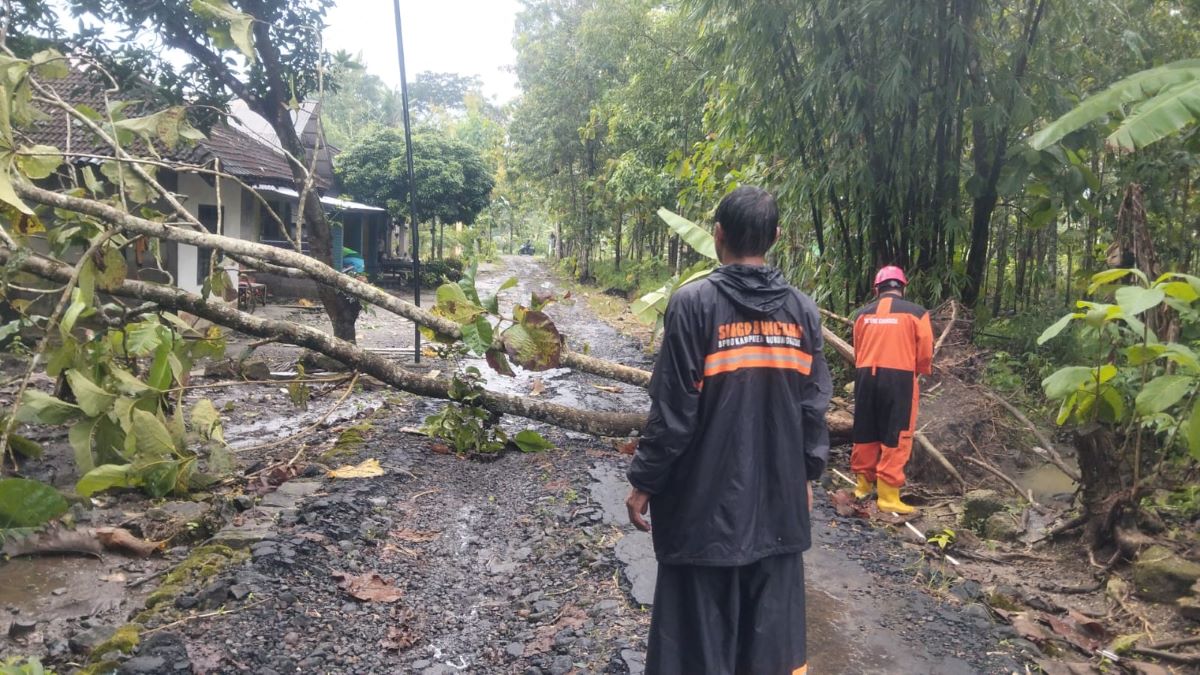 Pohon jati melintang jalan Widoro Kalurahan Bendung Kapanewon Semin.
