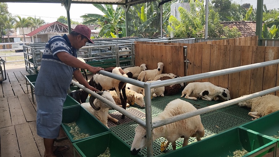 Peternakan domba sebagai peminatan KDMP Panggungharjo.