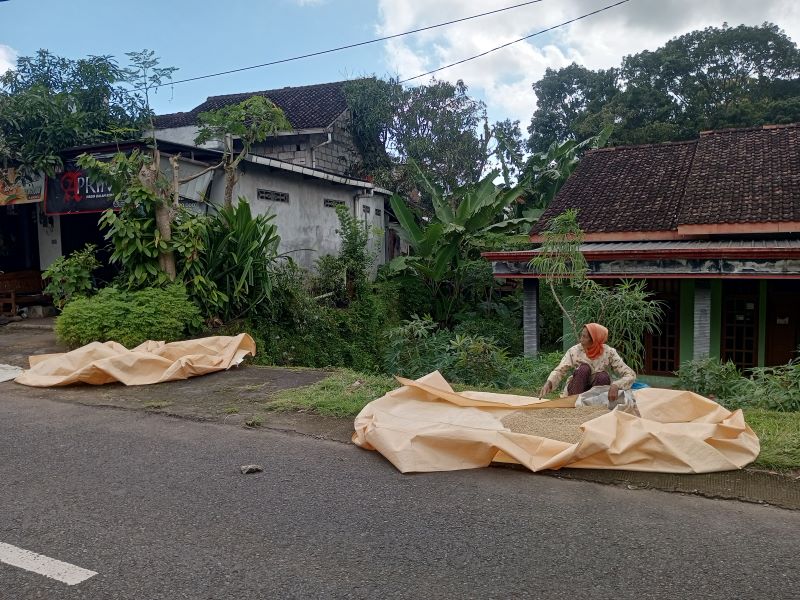 TELATEN: Sumiyem sedang menjemur gabah di halamannya rumahnya Kalurahan Nglanggeran, Patuk Senin (9/3).