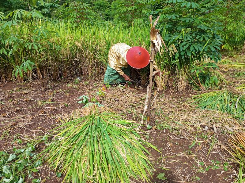 Petani Gunungkidul sedang memanen padi di lahan kering.