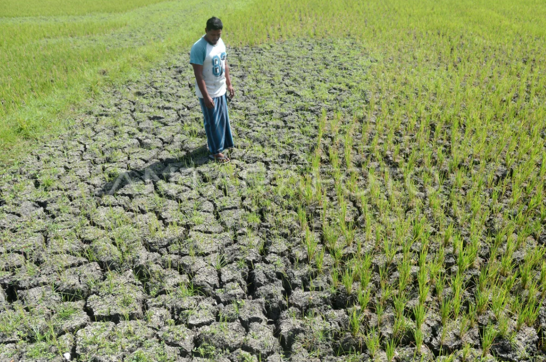 Lahan sawah kekeringan.