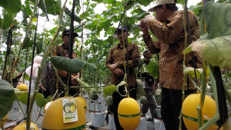 PANEN: Akademisi UGM dan Baperida Kulon Progo melakukan panen di greenhouse hasil kerja sama.&nbsp;