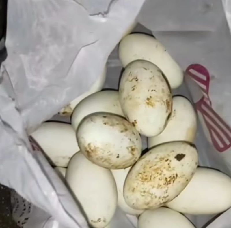 Gunungkidul: Puluhan telur ular piton berhasil dievakuasi oleh personil Damkarmart Gunungkidul.