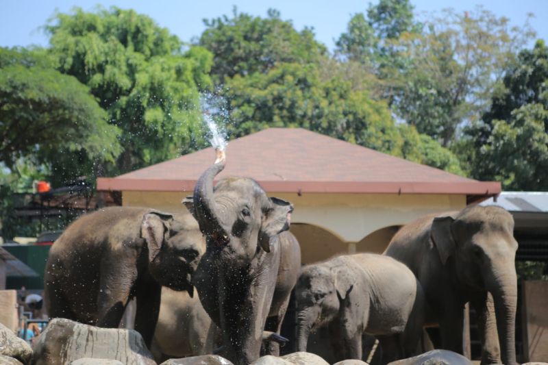 Keterangan Gajah yang ada di GL Zoo.&nbsp;