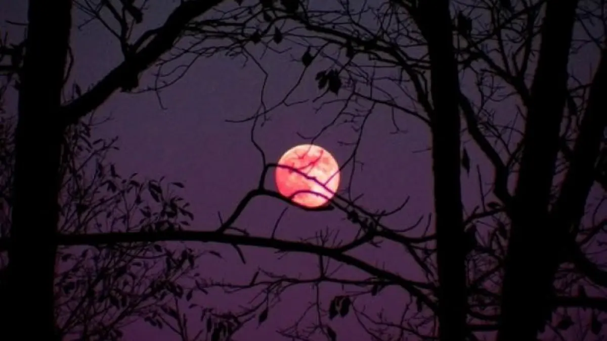 Fenomena Pink Moon. (Pinterest)