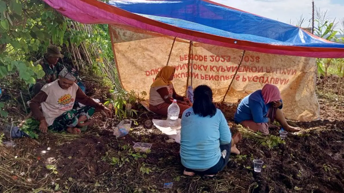 Petani di Kalurahan Karangasem sedang memanen kacang tanah, saat ditemui Radar Jogja pada November 2025 lalu mereka mengaku lahannya diserang monyet ekor panjang. (Yusuf Bastiar/Radar Jogja)