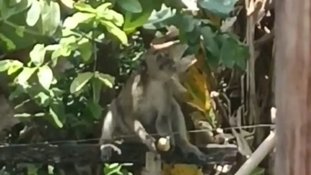 Salah satu monyet yang masuk di kompleks RSUD Tangen, Kabupaten Sragen, Rabu (1/4/2026). (Ahmad Khairudin/Radar Solo) 