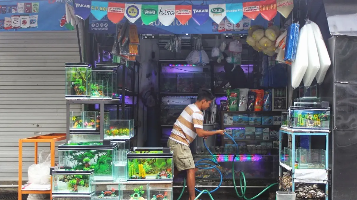 Pekerja membersihkan akuarium di zona ikan di Pasar Satwa dan Tanaman Hias (PASTY) Yogyakarta, Senin (6/4/2026). Berdasarkan data terbaru tahun 2026, jumlah tenaga kerja yang terdaftar aktif di BPJS Ketenagakerjaan Yogyakarta mencapai 550.796 orang. GUNTUR AGA TIRTANA/RADAR JOGJA
