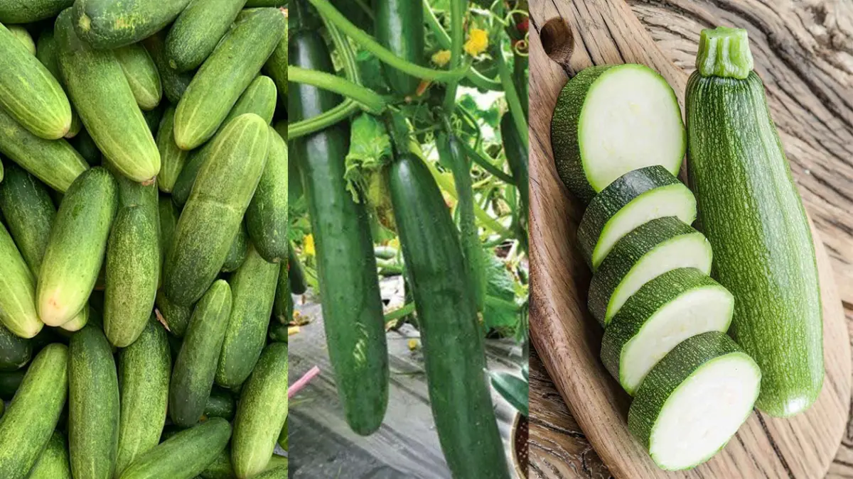 DARI KIRI: Perbedaan antara Timun, Kyuri dan Zukini. (Pinterest)