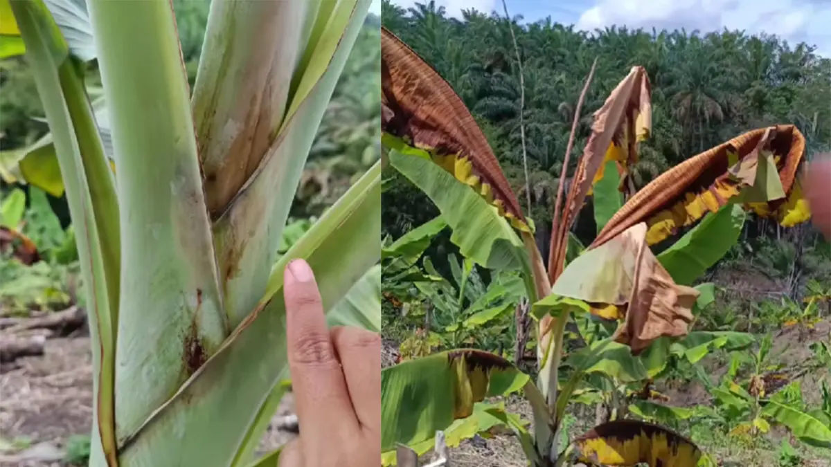 Warganet menunjukkan pohon pisang miliknya yang perlahan mati diduga disuntik racun terhadap oknum yang iri dengki. (TikTok/Siti Haliza)