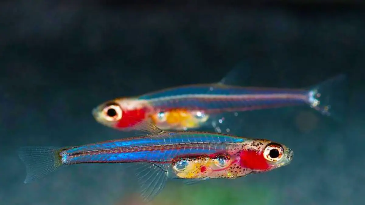 Ikan Paedocypris progenetica, spesies kecil yang hidup di rawa gambut Sumatera. (Sumber: www.earth.com)