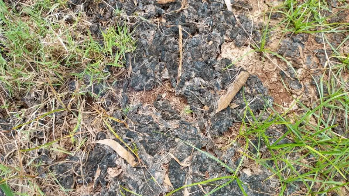 Limbah dari penggilingan batu kapur yang mengendap di atas lahan pertanian Pucanganom, Rongkop, Gunungkidul. (Yusuf Bastiar/Radar Jogja)