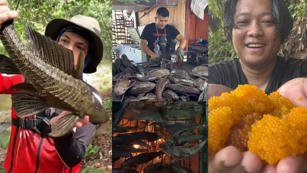Ikan sapu-sapu dan telur ikan sapu-sapu (kanan). (Kolase/Berbagai Sumber)