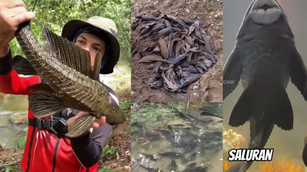 Ikan Sapu-sapu menjadi ancaman serius bagi ekosistem sungai. (Kolase/Berbagai Sumber)