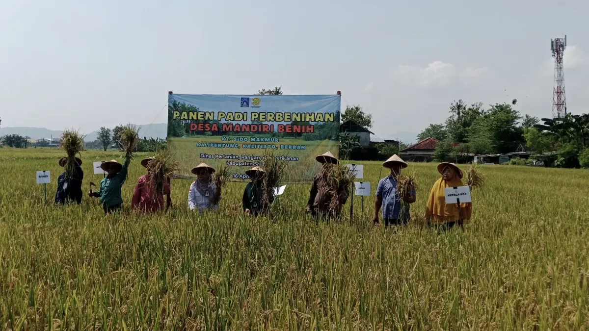 Petani saat memulai panen padi perbenihan di lahan pertanian Kelompok Tani Sido Makmur, Kalitirto, Berbah, Sleman Kamis (16/4). (Delima Purnamasari/Radar Jogja)