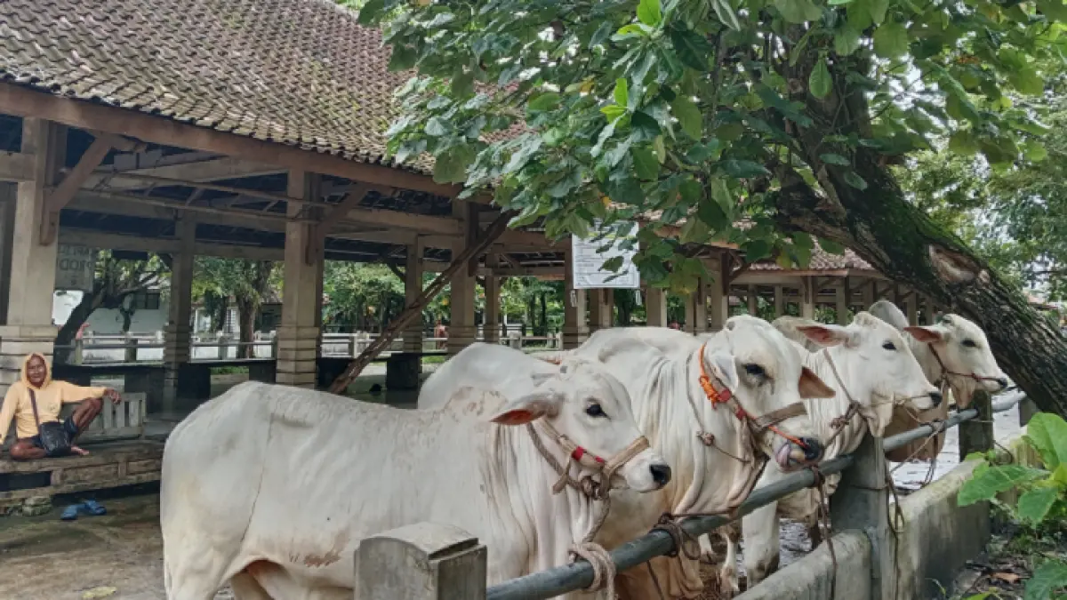 Pasar Hewan Ambarketawang Gamping. Delima Purnamasari/Radar Jogja.
