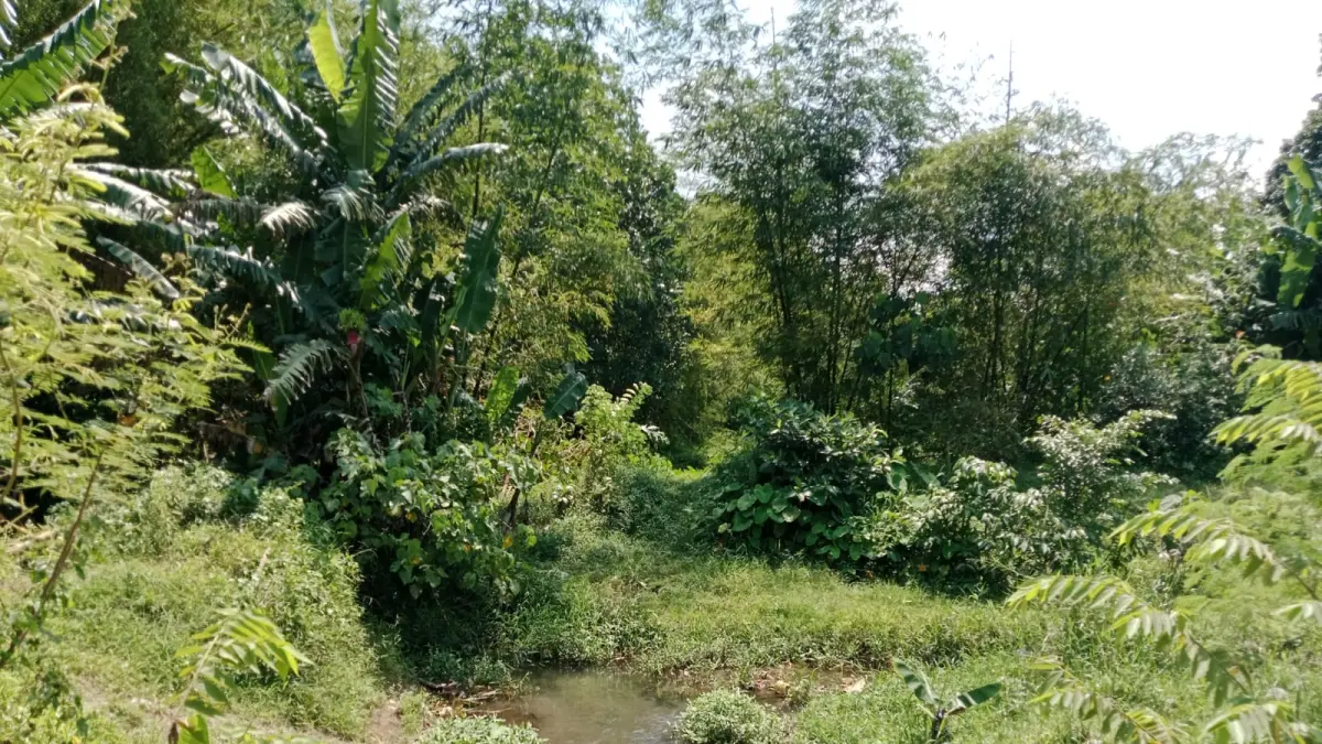 Lokasi baru pembangunan SDN Nglarang yang masih berupa kebun - Delima Purnamasari/Radar Jogja