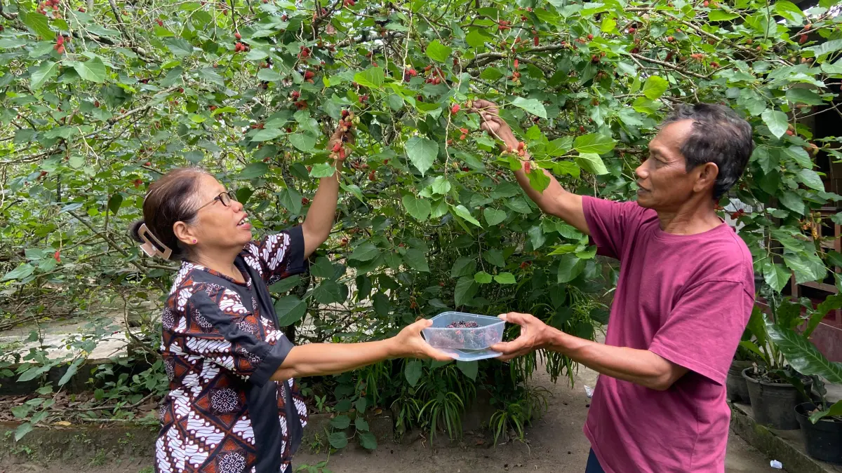 Cicilia Suryani Wati dan Markus Gunawan sedang memetik buah murbai di halaman rumahnya Selasa (21/4)